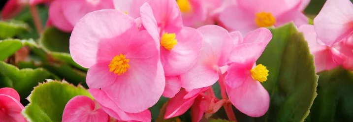 Rosa Begonienblüten mit gelben Staubblättern